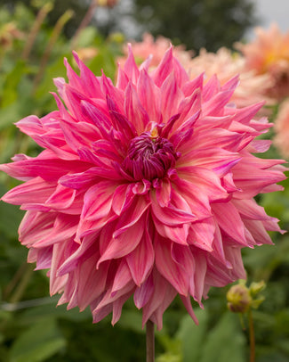 Dahlia 'Penhill Dark Monarch' Dahlia 'Penhill Dark Monarch'