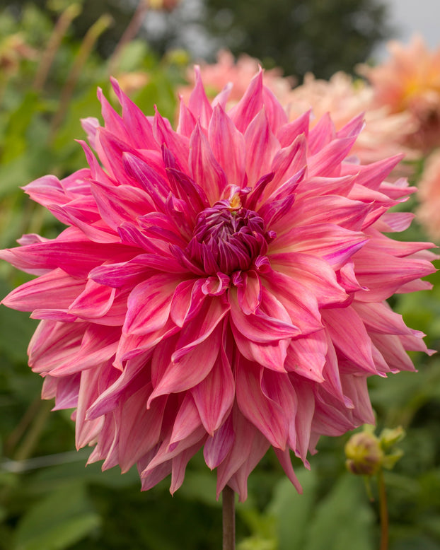 Dahlia 'Penhill Dark Monarch'