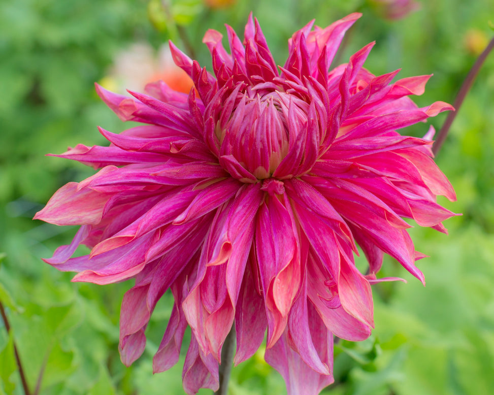 Dahlia 'Penhill Dark Monarch'