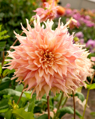 Dahlia 'Penhill Watermelon' Dahlia 'Penhill Watermelon'