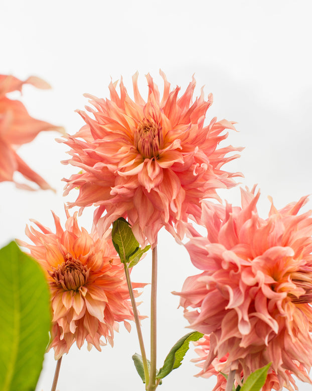 Dahlia 'Penhill Watermelon'