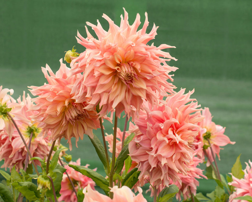 Dahlia 'Penhill Watermelon'