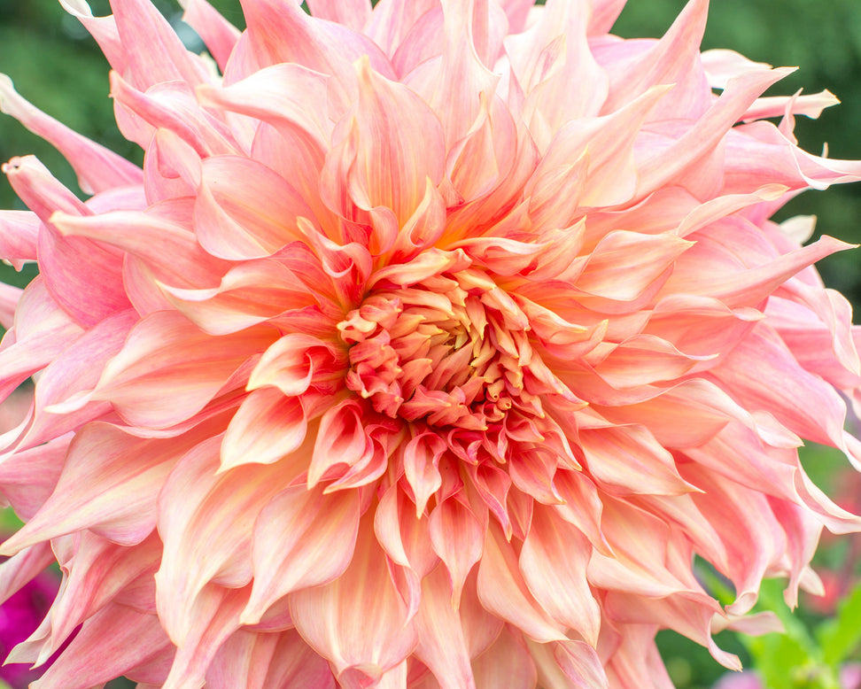 Dahlia 'Penhill Watermelon'