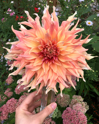 Dahlia 'Penhill Watermelon' Dahlia 'Penhill Watermelon'