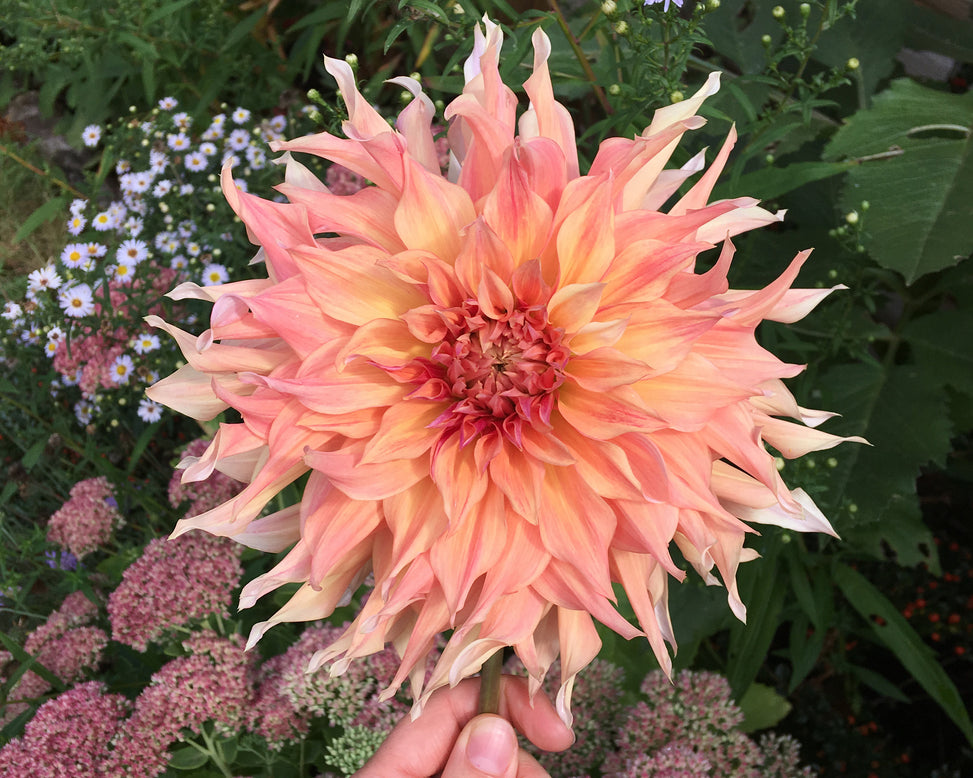 Dahlia 'Penhill Watermelon'
