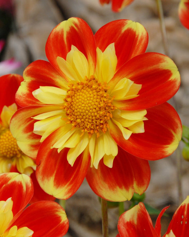 Dahlia 'Pooh Swan Island'