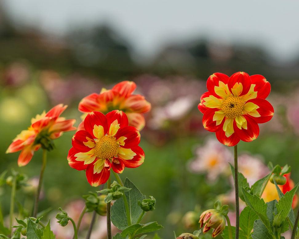 Dahlia 'Pooh Swan Island'
