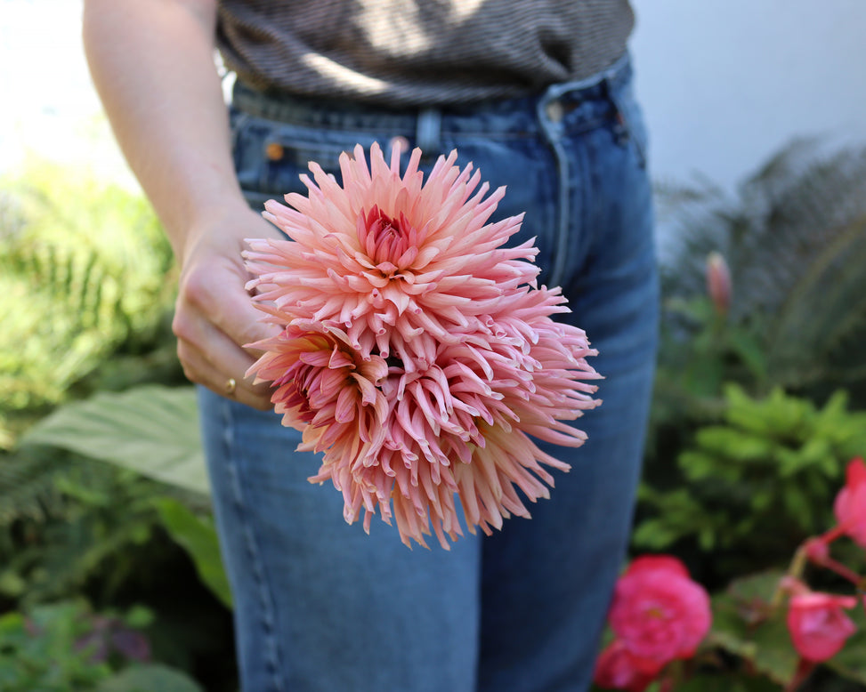 Dahlia 'Preference'