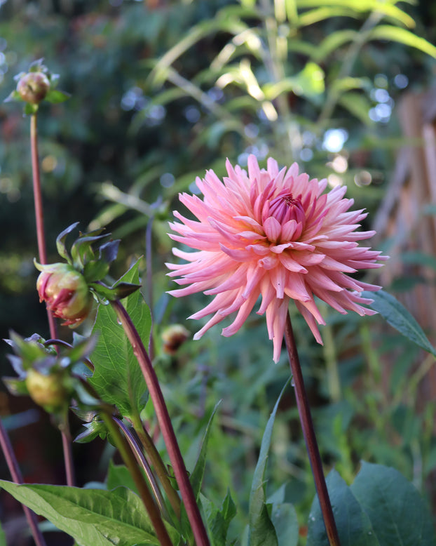 Dahlia 'Preference'