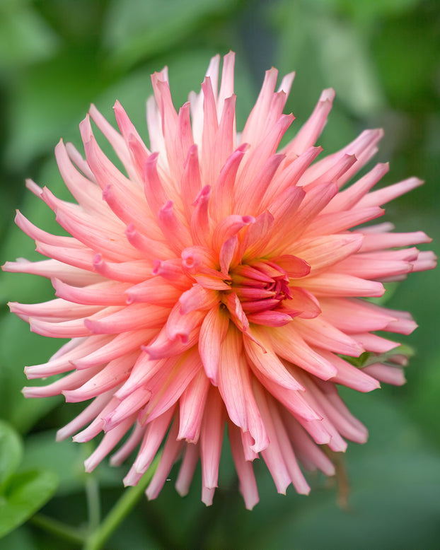Dahlia 'Preference'