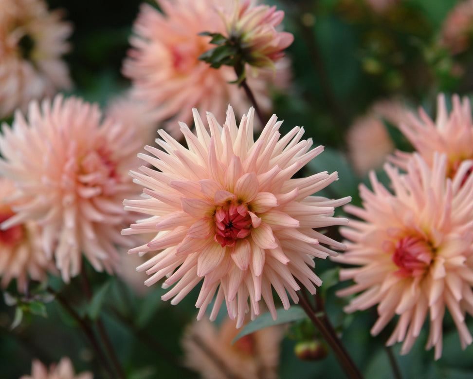 Dahlia 'Preference'