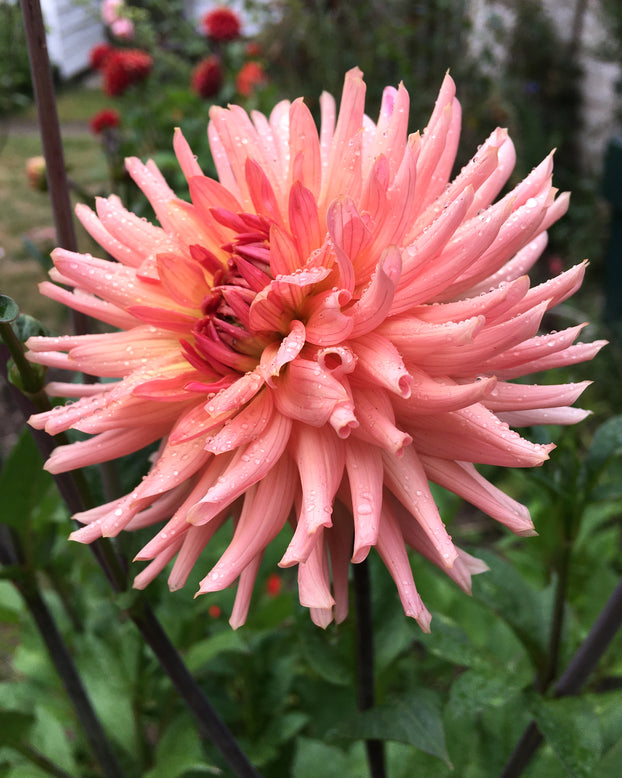 Dahlia 'Preference'