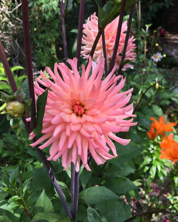 Dahlia 'Preference'