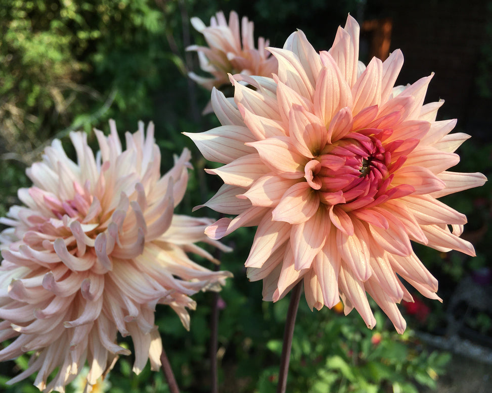 Dahlia 'Preference'