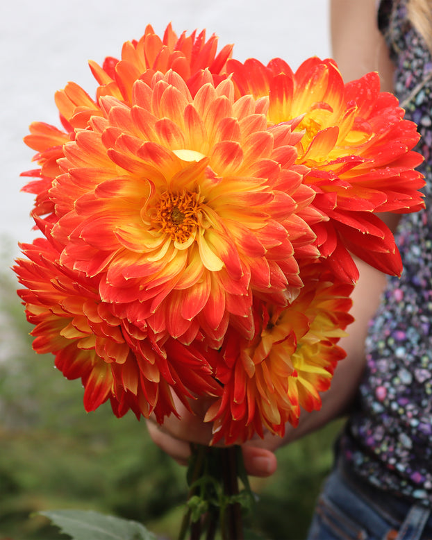 Dahlia 'Procyon'