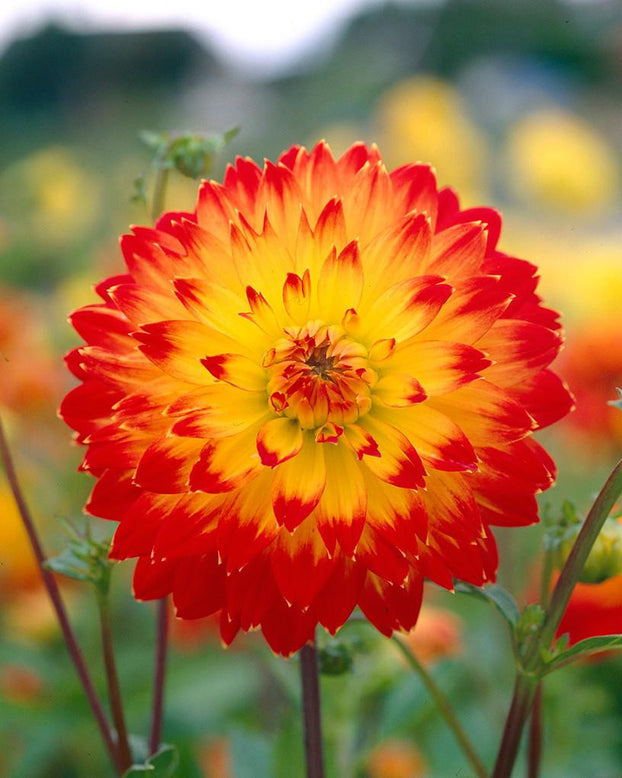 Dahlia 'Procyon'