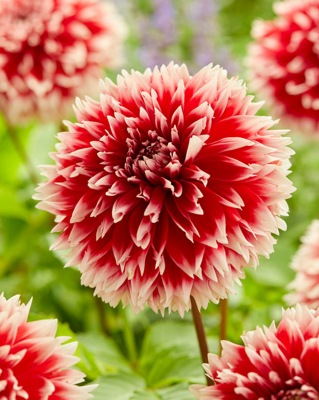 Dahlia 'Red and White Fubuki'