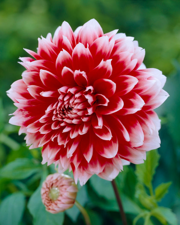 Dahlia 'Red and White Fubuki'