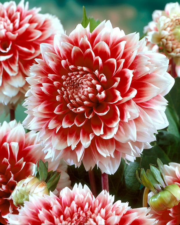 Dahlia 'Red and White Fubuki'
