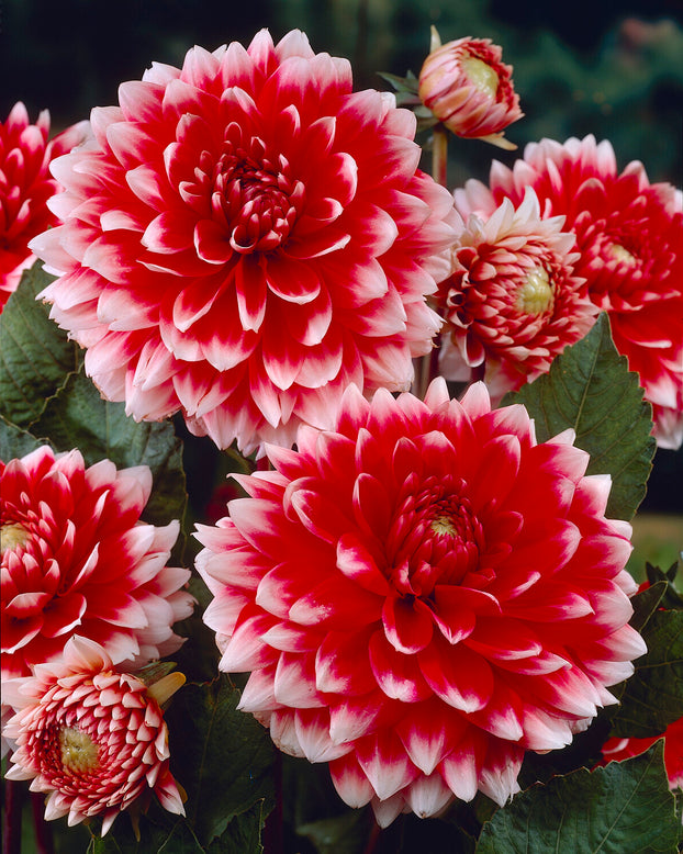 Dahlia 'Red and White Fubuki'
