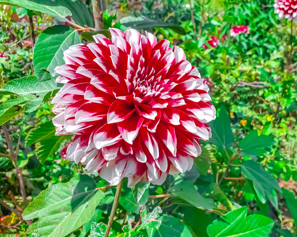 Dahlia 'Red and White Fubuki'