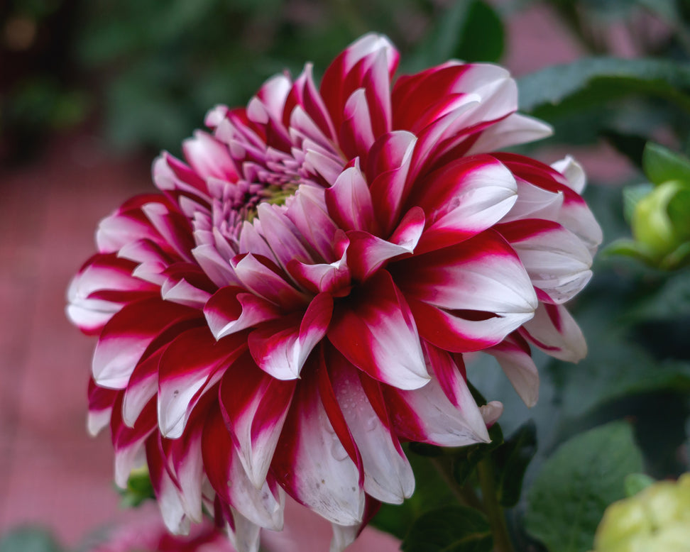 Dahlia 'Red and White Fubuki'