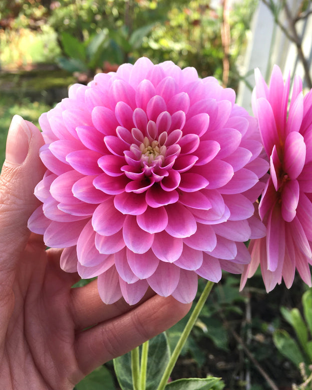 Dahlia 'Rembrandt'