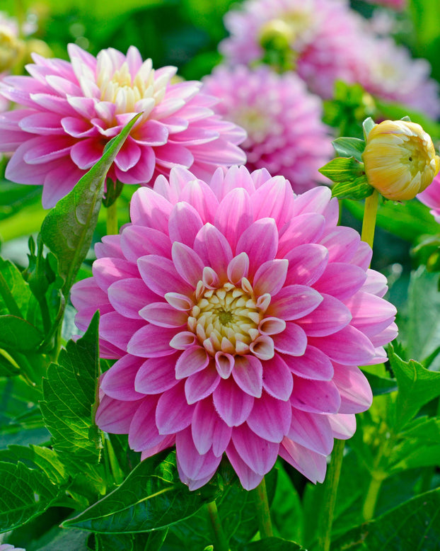 Dahlia 'Rembrandt'