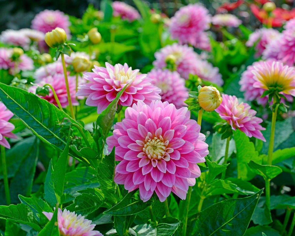 Dahlia 'Rembrandt'