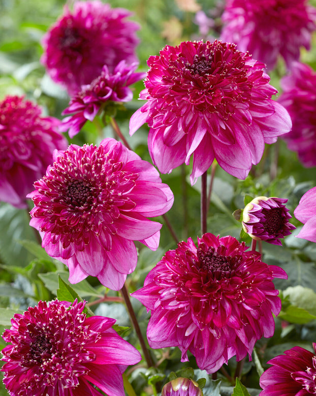 Dahlia 'Richards Fortune'