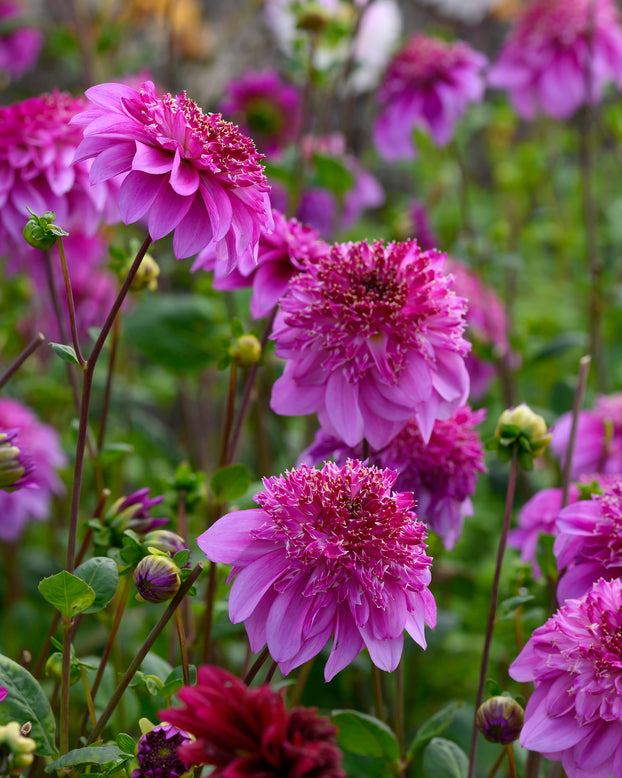 Dahlia 'Richards Fortune'
