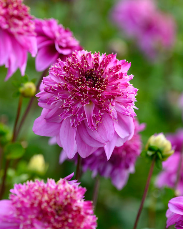 Dahlia 'Richards Fortune'