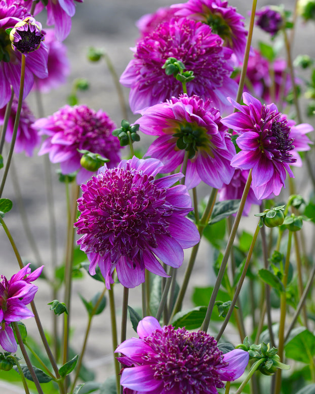 Dahlia 'Richards Fortune'