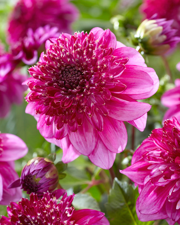 Dahlia 'Richards Fortune'