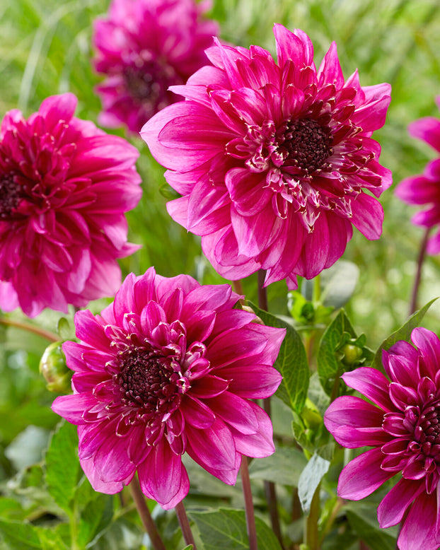 Dahlia 'Richards Fortune'