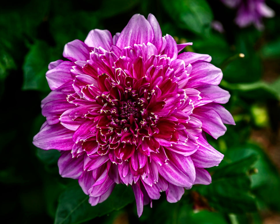 Dahlia 'Richards Fortune'