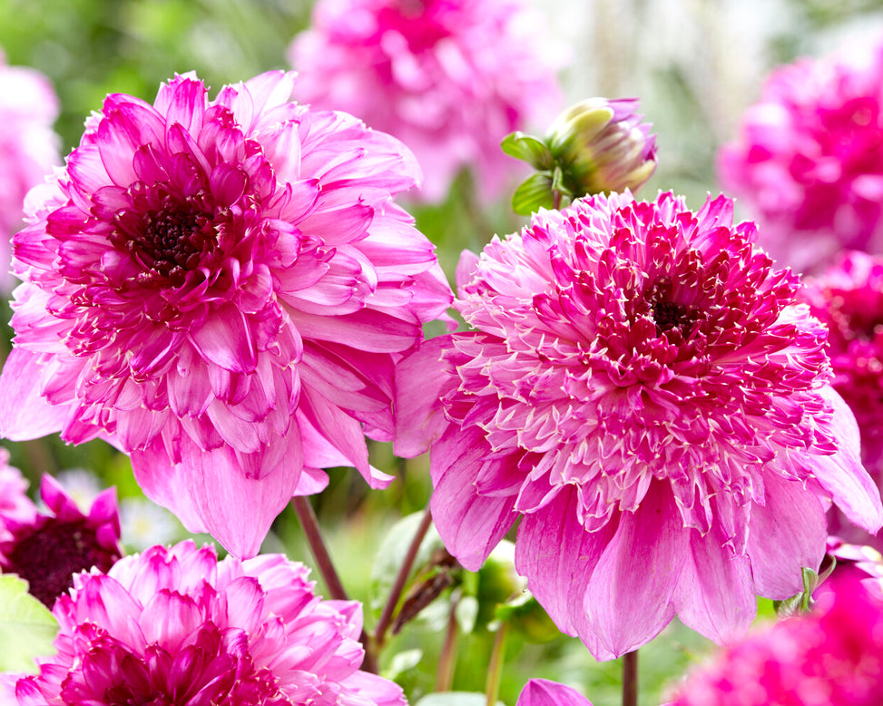 Dahlia 'Richards Fortune'