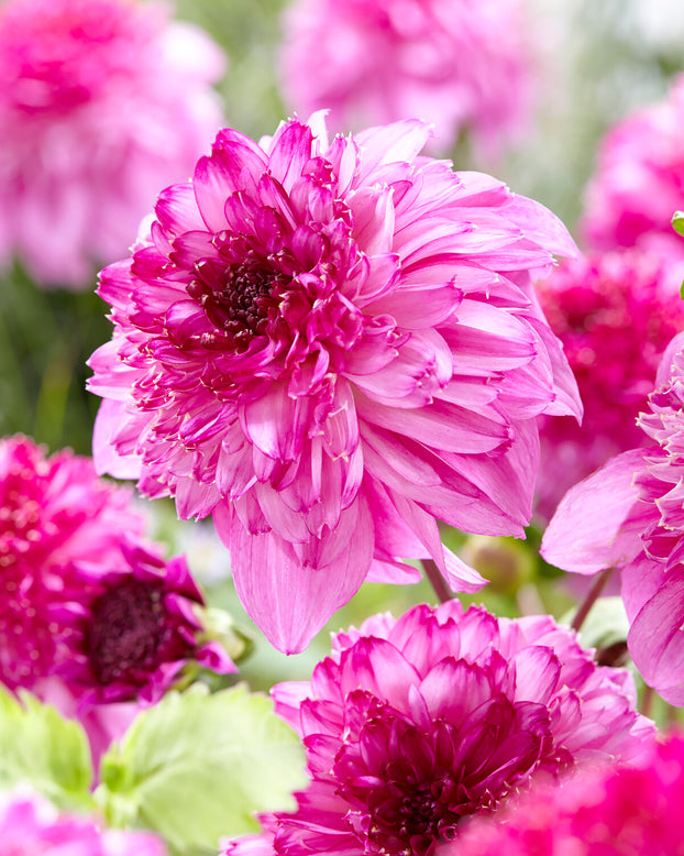 Dahlia 'Richards Fortune'