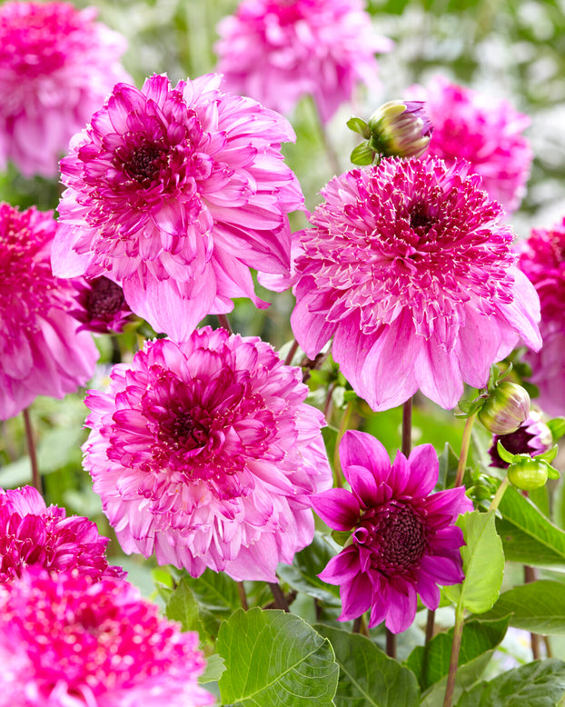 Dahlia 'Richards Fortune'