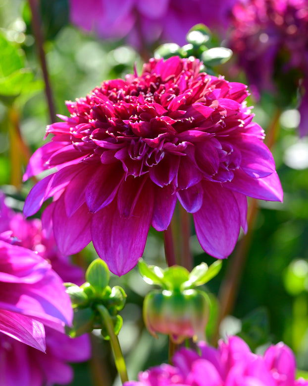 Dahlia 'Richards Fortune'