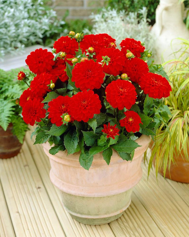 Dahlia 'Rivera'