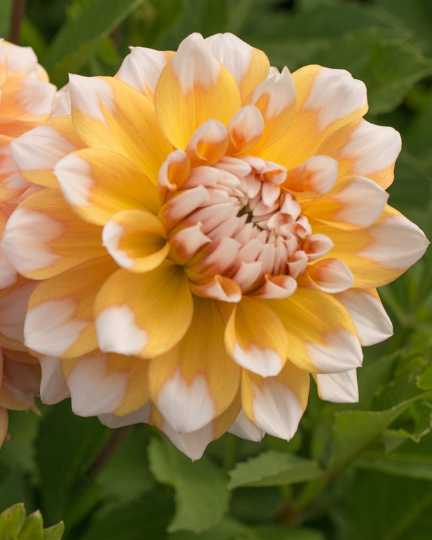 Dahlia 'Seattle'