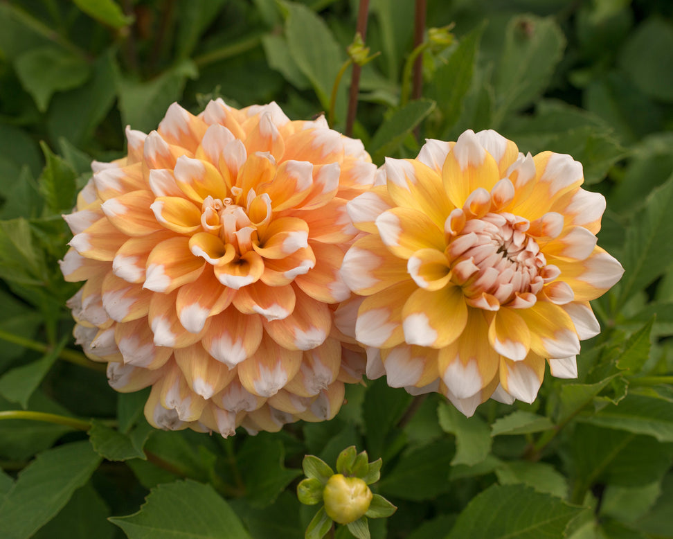 Dahlia 'Seattle'