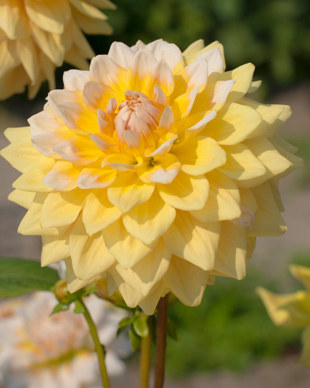Dahlia 'Seattle'