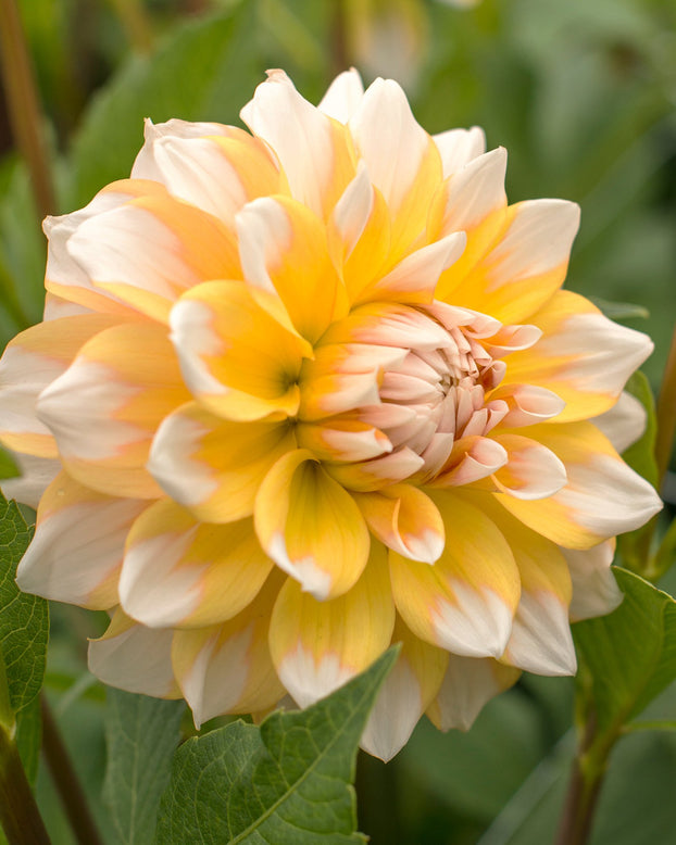 Dahlia 'Seattle'