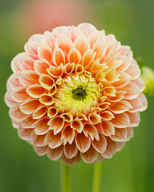 Dahlia 'Sweet Suzanne'