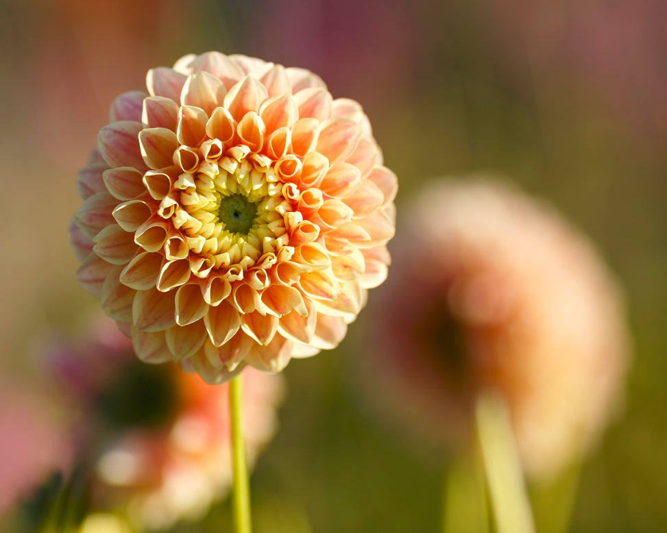 Dahlia 'Sweet Suzanne'