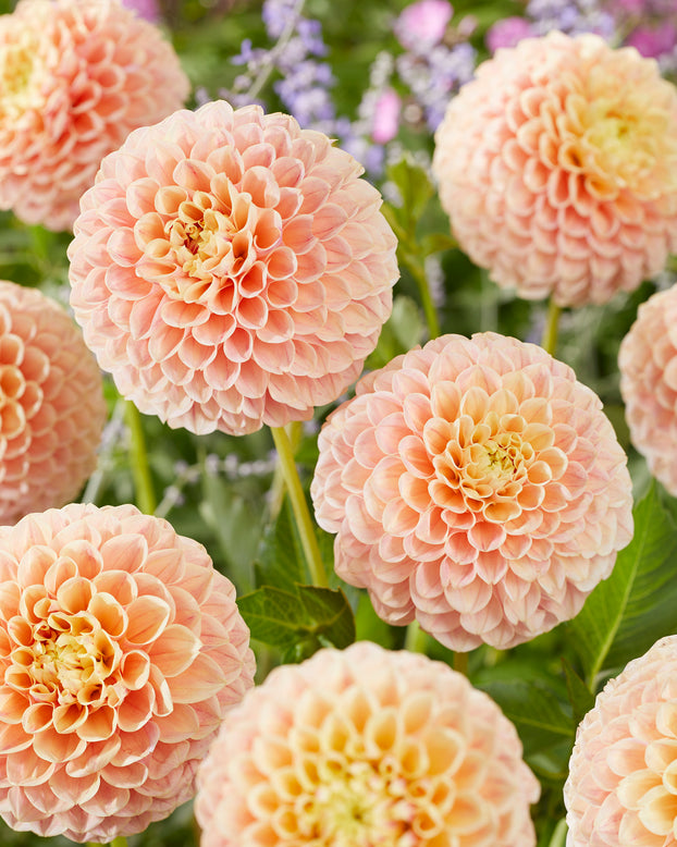 Dahlia 'Sweet Suzanne'