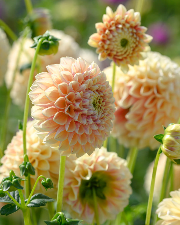 Dahlia 'Sweet Suzanne'