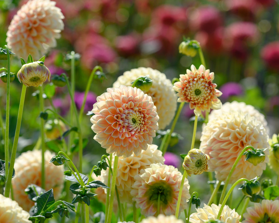 Dahlia 'Sweet Suzanne'